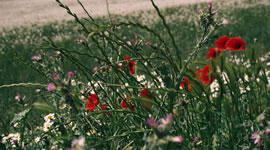 Amapolas.