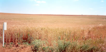 Pluviómetro y campo de trigo.